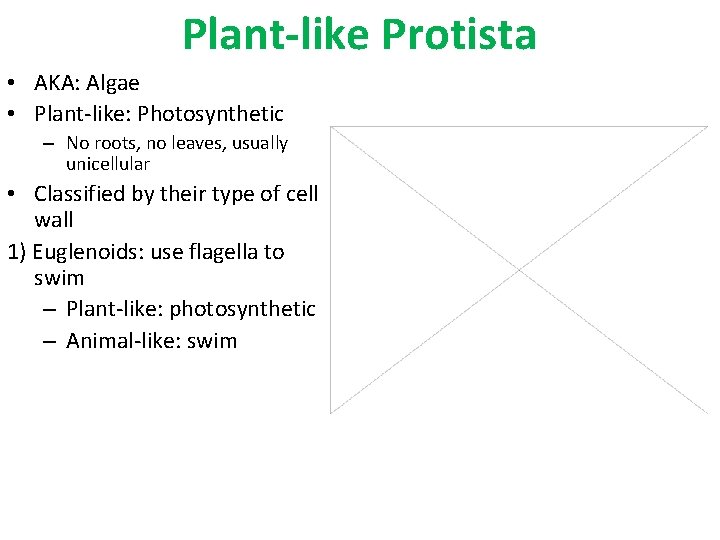 Plant-like Protista • AKA: Algae • Plant-like: Photosynthetic – No roots, no leaves, usually