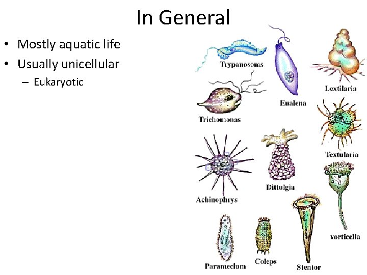 In General • Mostly aquatic life • Usually unicellular – Eukaryotic 