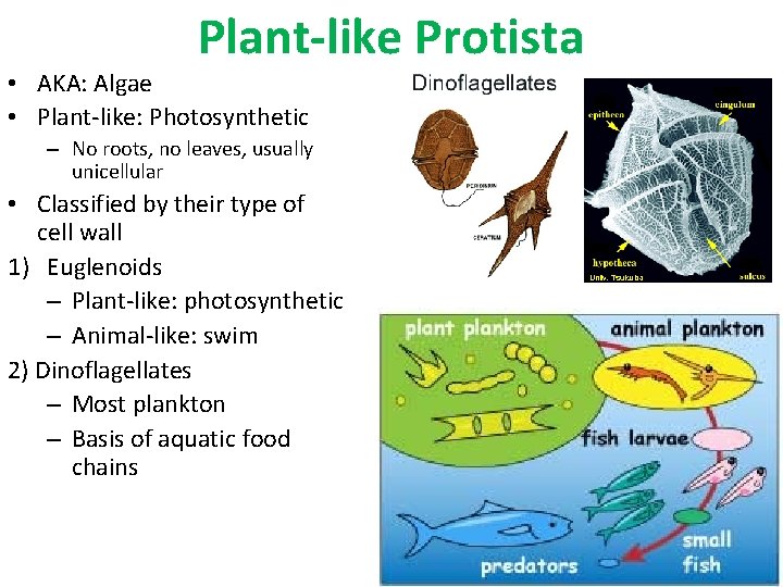 Plant-like Protista • AKA: Algae • Plant-like: Photosynthetic – No roots, no leaves, usually