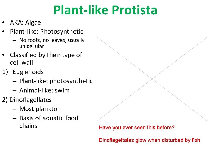 Plant-like Protista • AKA: Algae • Plant-like: Photosynthetic – No roots, no leaves, usually