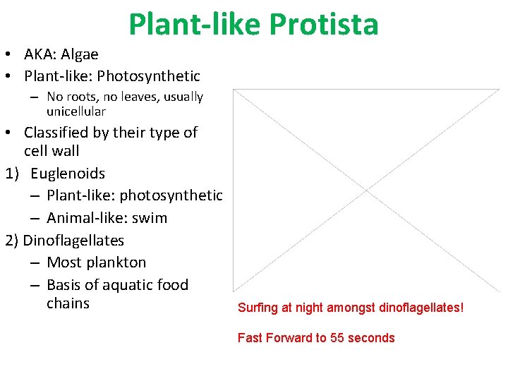 Plant-like Protista • AKA: Algae • Plant-like: Photosynthetic – No roots, no leaves, usually