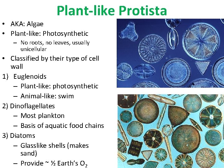 Plant-like Protista • AKA: Algae • Plant-like: Photosynthetic – No roots, no leaves, usually