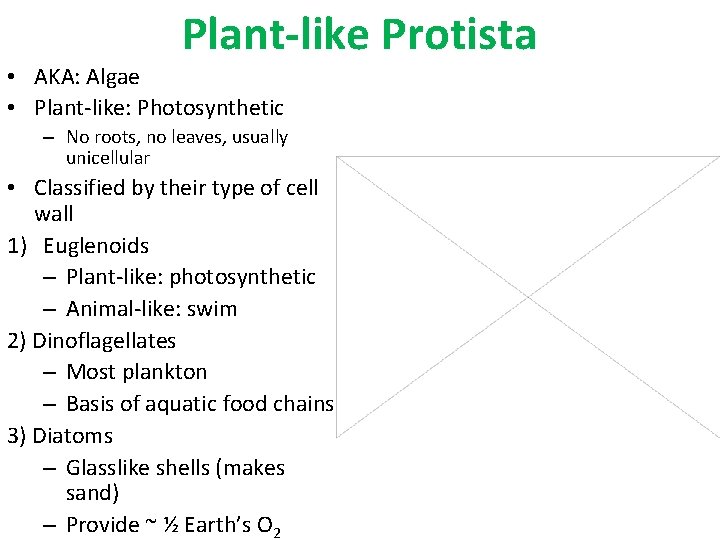 Plant-like Protista • AKA: Algae • Plant-like: Photosynthetic – No roots, no leaves, usually