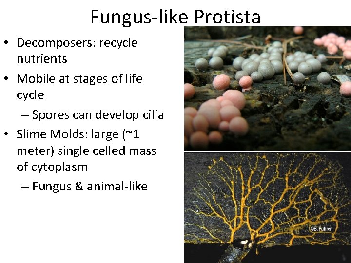 Fungus-like Protista • Decomposers: recycle nutrients • Mobile at stages of life cycle –