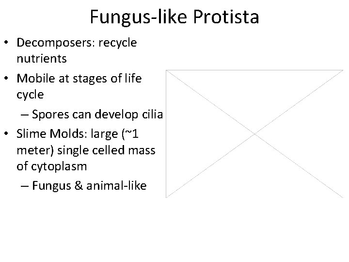 Fungus-like Protista • Decomposers: recycle nutrients • Mobile at stages of life cycle –