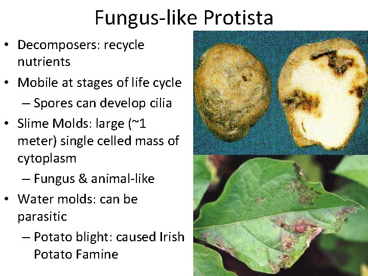 Fungus-like Protista • Decomposers: recycle nutrients • Mobile at stages of life cycle –