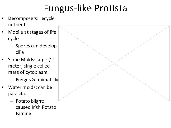 Fungus-like Protista • Decomposers: recycle nutrients • Mobile at stages of life cycle –