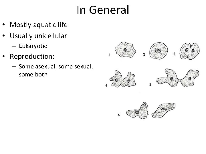 In General • Mostly aquatic life • Usually unicellular – Eukaryotic • Reproduction: –