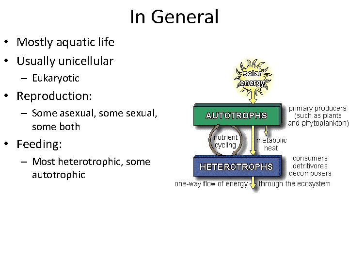 In General • Mostly aquatic life • Usually unicellular – Eukaryotic • Reproduction: –
