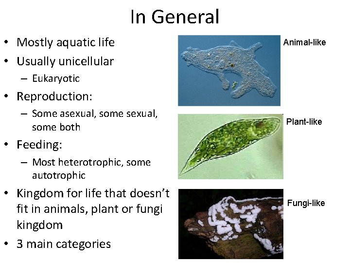 In General • Mostly aquatic life • Usually unicellular Animal-like – Eukaryotic • Reproduction: