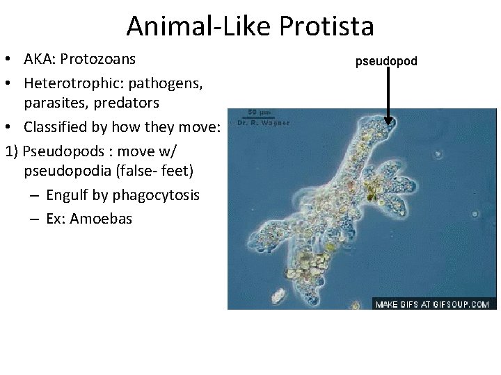 Animal-Like Protista • AKA: Protozoans • Heterotrophic: pathogens, parasites, predators • Classified by how