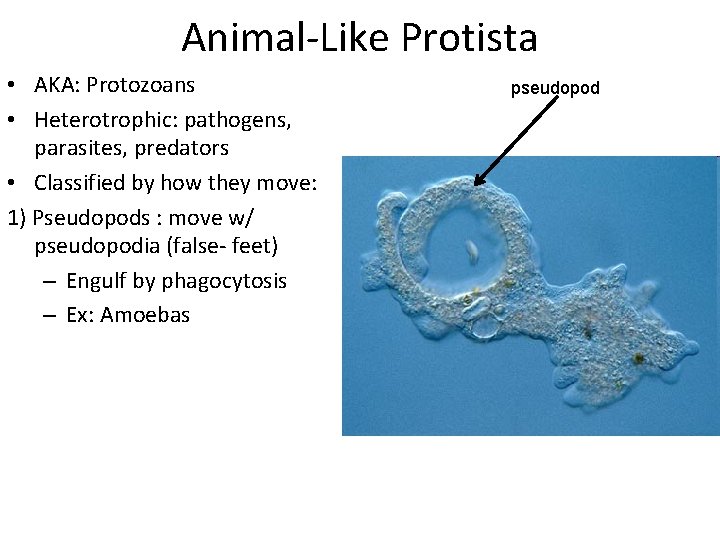 Animal-Like Protista • AKA: Protozoans • Heterotrophic: pathogens, parasites, predators • Classified by how