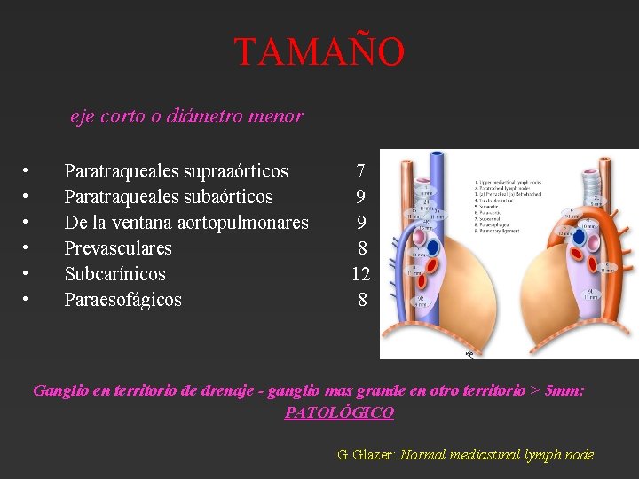 TAMAÑO eje corto o diámetro menor • • • Paratraqueales supraaórticos Paratraqueales subaórticos De TAMAÑO eje corto o diámetro menor • • • Paratraqueales supraaórticos Paratraqueales subaórticos De
