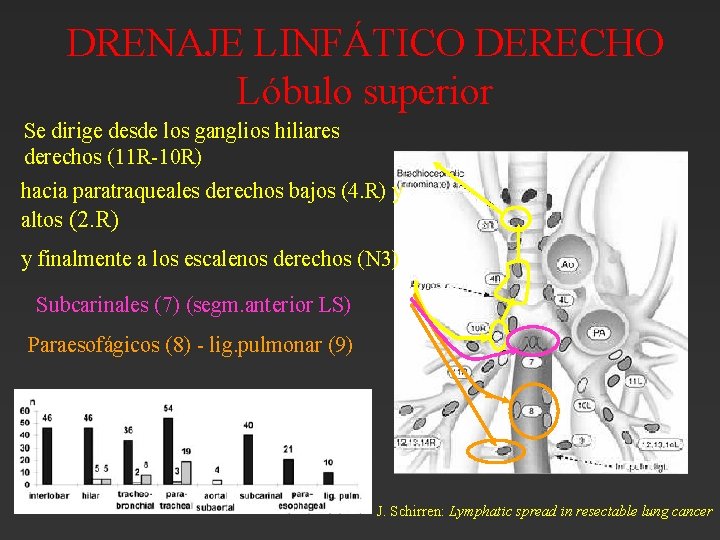 DRENAJE LINFÁTICO DERECHO Lóbulo superior Se dirige desde los ganglios hiliares derechos (11 R-10 DRENAJE LINFÁTICO DERECHO Lóbulo superior Se dirige desde los ganglios hiliares derechos (11 R-10