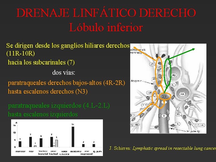 DRENAJE LINFÁTICO DERECHO Lóbulo inferior Se dirigen desde los ganglios hiliares derechos (11 R-10 DRENAJE LINFÁTICO DERECHO Lóbulo inferior Se dirigen desde los ganglios hiliares derechos (11 R-10