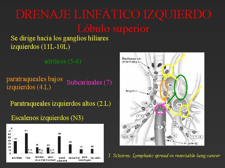 DRENAJE LINFÁTICO IZQUIERDO Lóbulo superior Se dirige hacia los ganglios hiliares izquierdos (11 L-10 DRENAJE LINFÁTICO IZQUIERDO Lóbulo superior Se dirige hacia los ganglios hiliares izquierdos (11 L-10