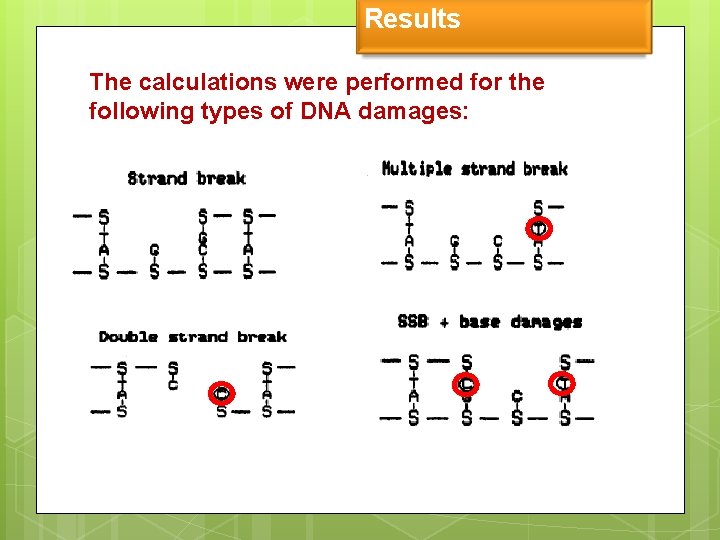 Results The calculations were performed for the following types of DNA damages: 