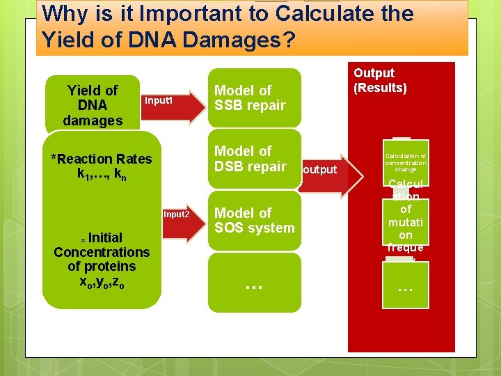 Why is it Important to Calculate the Yield of DNA Damages? Yield of DNA