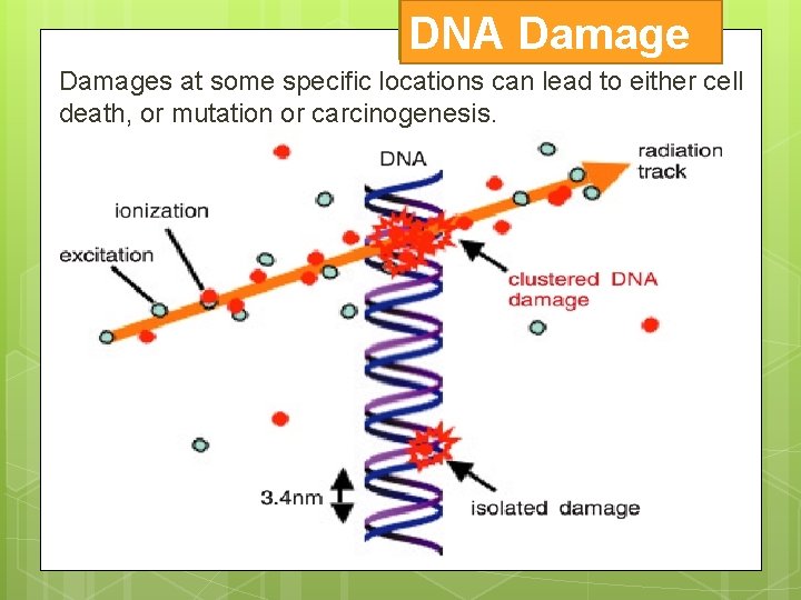 DNA Damages at some specific locations can lead to either cell death, or mutation