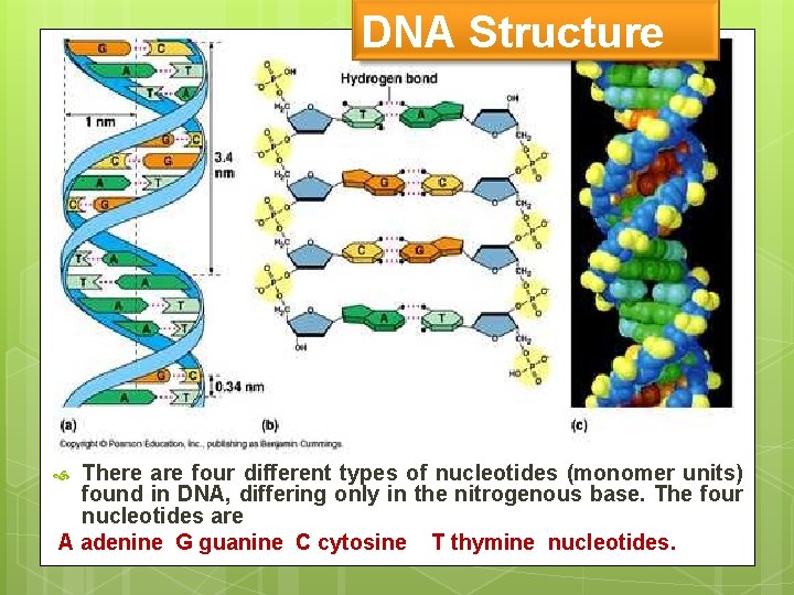 DNA Structure There are four different types of nucleotides (monomer units) found in DNA,