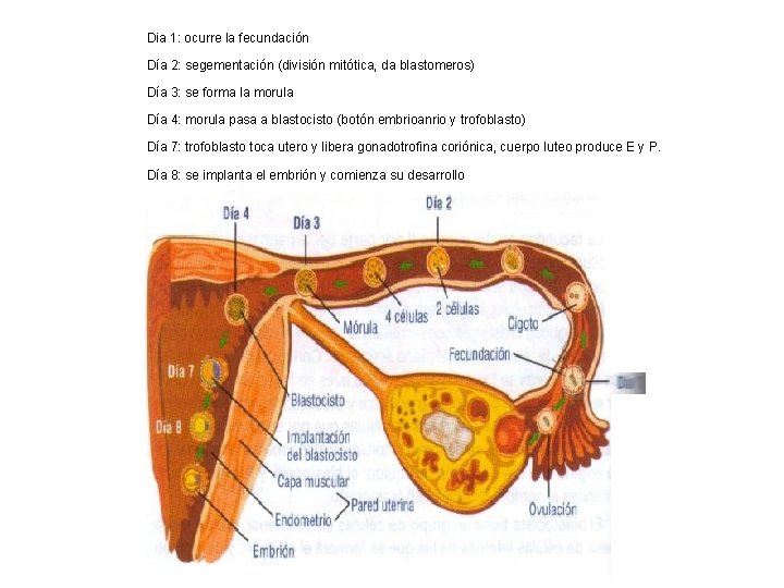 Dia 1: ocurre la fecundación Día 2: segementación (división mitótica, da blastomeros) Día 3: