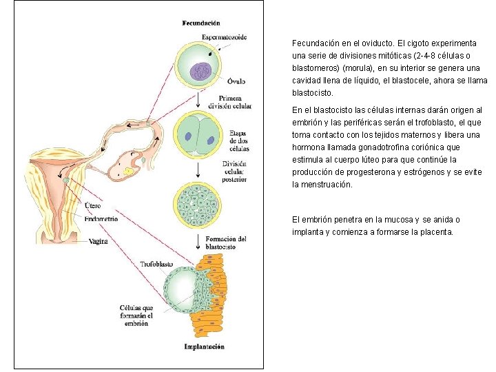 Fecundación en el oviducto. El cigoto experimenta una serie de divisiones mitóticas (2 -4