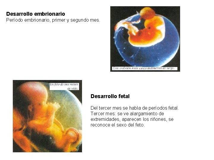 Desarrollo embrionario Período embrionario, primer y segundo mes. Desarrollo fetal Del tercer mes se