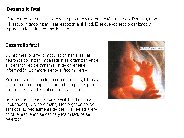 Desarrollo fetal Cuarto mes: aparece el pelo y el aparato circulatorio está terminado. Riñones,