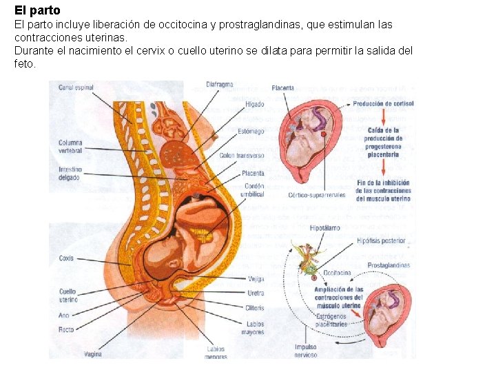 El parto incluye liberación de occitocina y prostraglandinas, que estimulan las contracciones uterinas. Durante