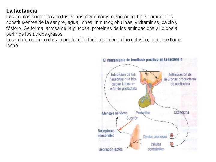 La lactancia Las células secretoras de los acinos glandulares elaboran leche a partir de