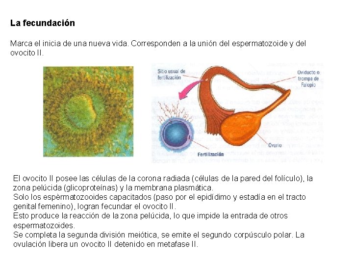 La fecundación Marca el inicia de una nueva vida. Corresponden a la unión del