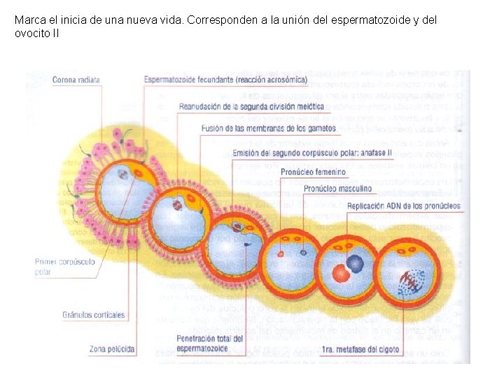 Marca el inicia de una nueva vida. Corresponden a la unión del espermatozoide y