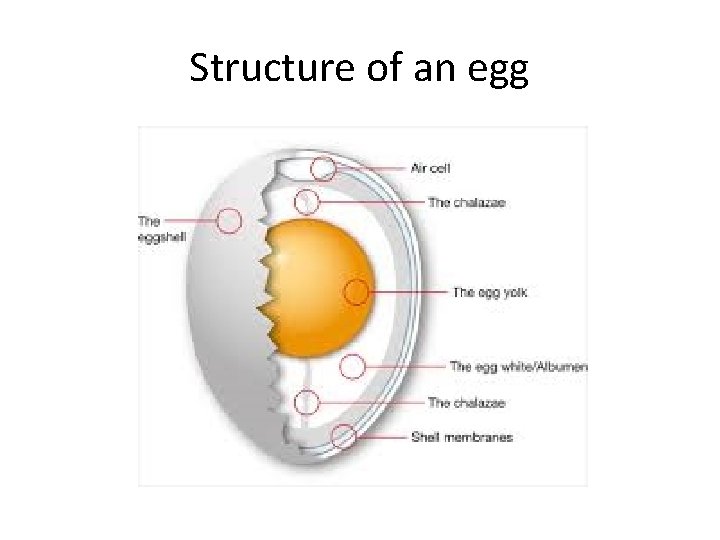 Structure of an egg 