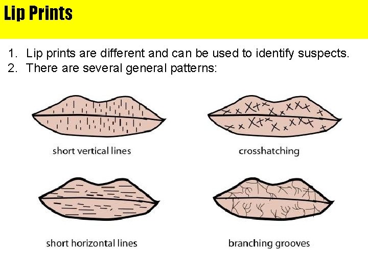 Lip Prints 1. Lip prints are different and can be used to identify suspects.
