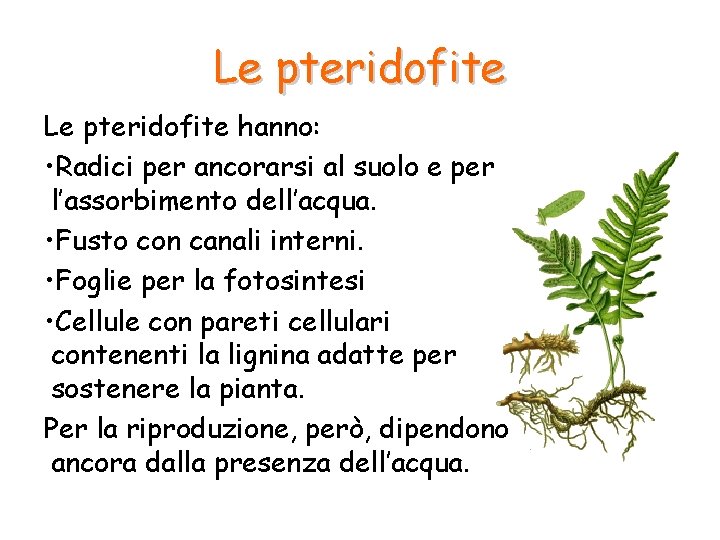Le pteridofite hanno: • Radici per ancorarsi al suolo e per l’assorbimento dell’acqua. •
