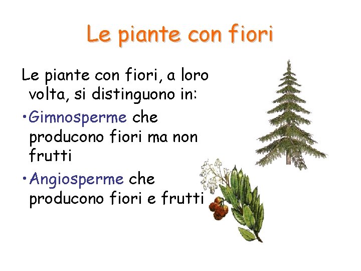 Le piante con fiori, a loro volta, si distinguono in: • Gimnosperme che producono