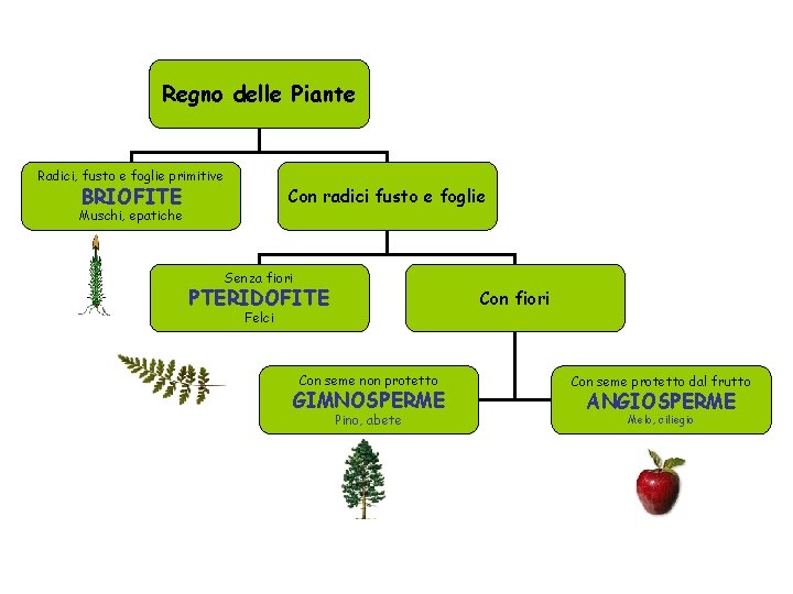 Regno delle Piante Radici, fusto e foglie primitive BRIOFITE Con radici fusto e foglie