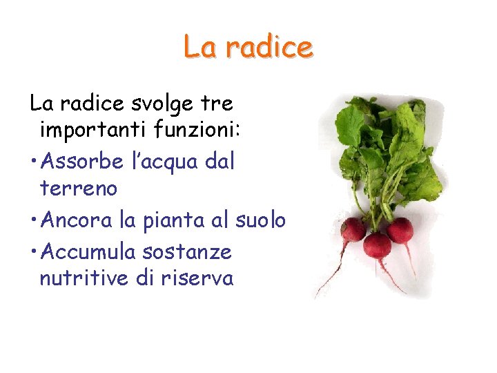 La radice svolge tre importanti funzioni: • Assorbe l’acqua dal terreno • Ancora la