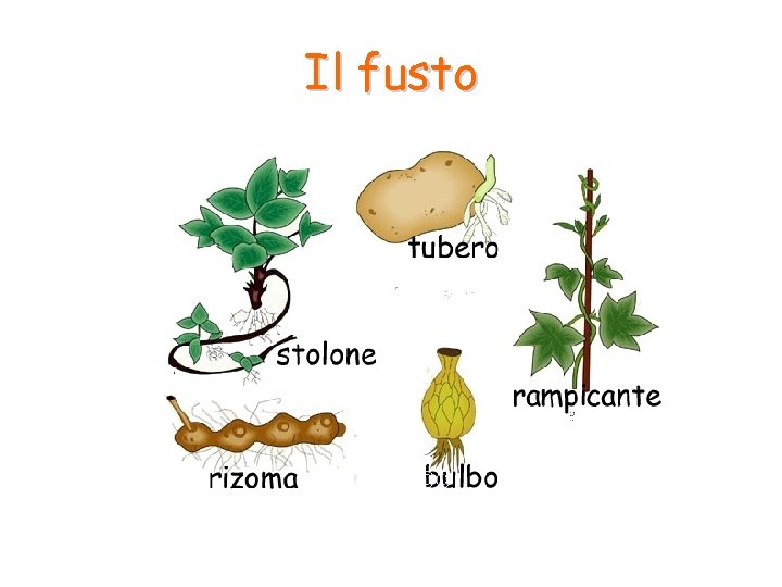 Il fusto 