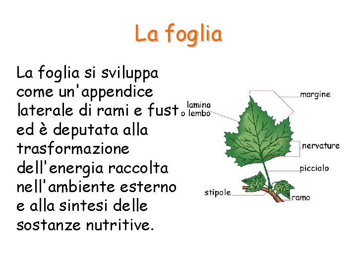 La foglia si sviluppa come un'appendice laterale di rami e fusti ed è deputata