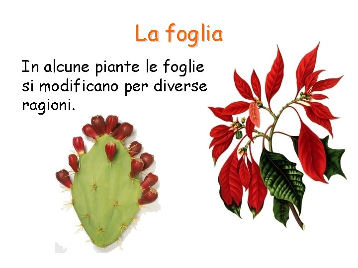 La foglia In alcune piante le foglie si modificano per diverse ragioni. 