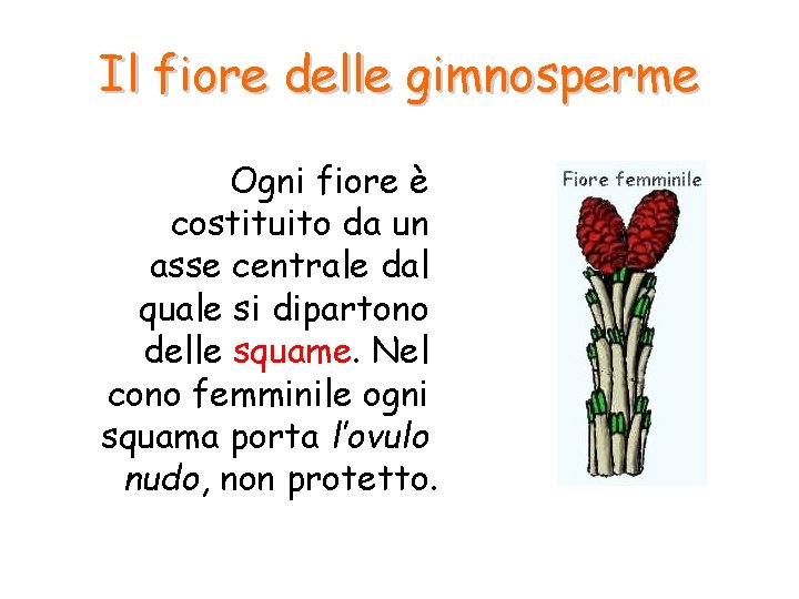 Il fiore delle gimnosperme Ogni fiore è costituito da un asse centrale dal quale