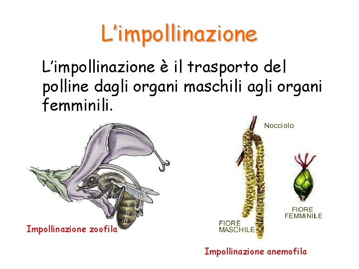 L’impollinazione è il trasporto del polline dagli organi maschili agli organi femminili. Impollinazione zoofila