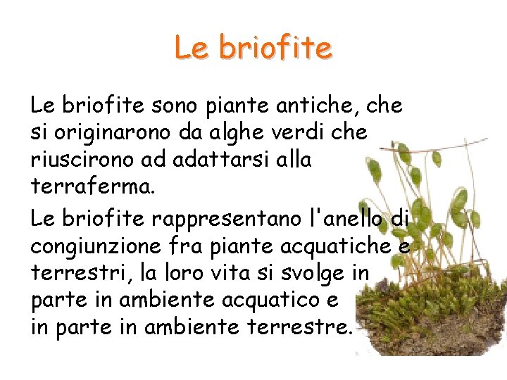 Le briofite sono piante antiche, che si originarono da alghe verdi che riuscirono ad