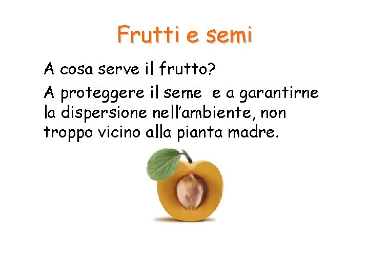 Frutti e semi A cosa serve il frutto? A proteggere il seme e a