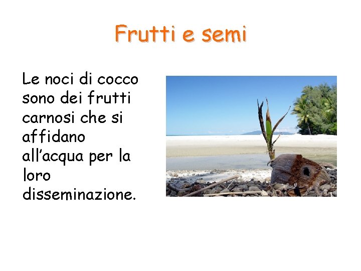 Frutti e semi Le noci di cocco sono dei frutti carnosi che si affidano