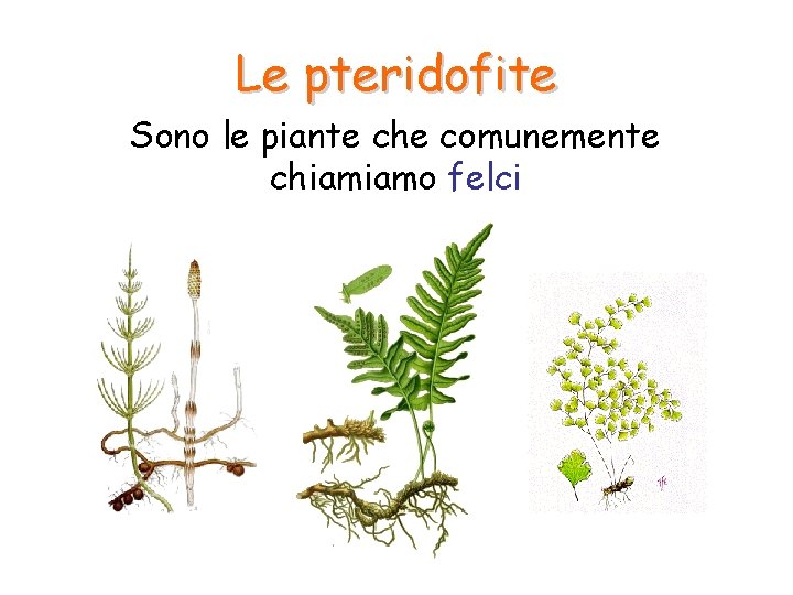 Le pteridofite Sono le piante che comunemente chiamiamo felci 