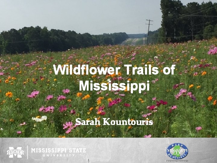 Wildflower Trails of Mississippi Sarah Kountouris 