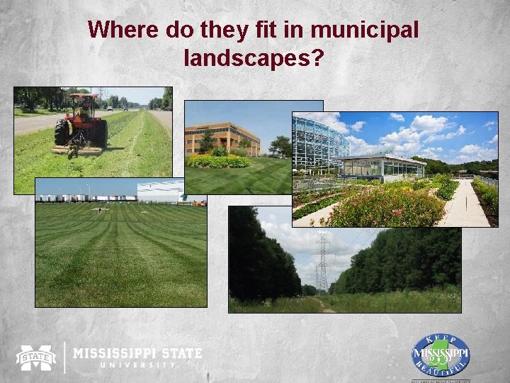 Where do they fit in municipal landscapes? 
