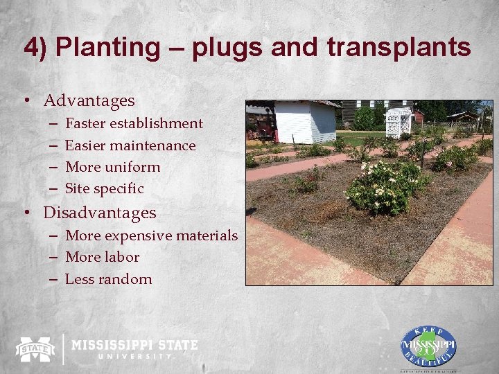 4) Planting – plugs and transplants • Advantages – – Faster establishment Easier maintenance